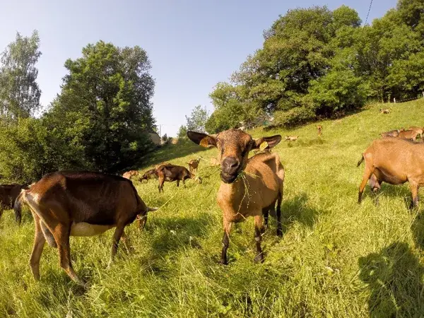 Visite et Goûter à la Ferme