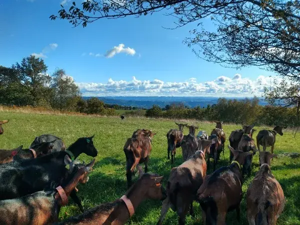 Visite et Goûter à la Ferme