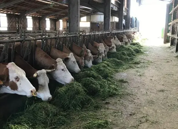 Ferme de Gandalou