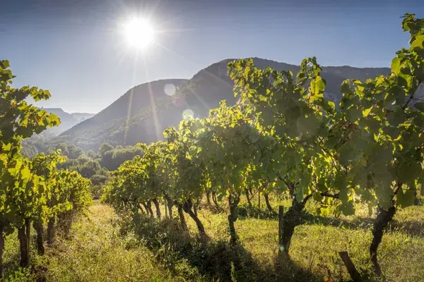 Vino Rando - Maison des Accompagnateurs