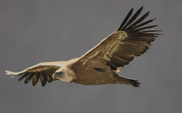 Mini randonnée  Sous les ailes des vautours  - Maison des Accompagnateurs