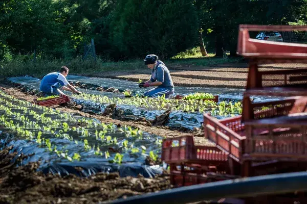 Jardin du Chayran, Visite du jardin du Chayran et dégustation :