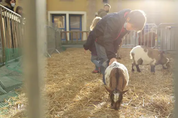 Festival Bonheurs d'Hiver - Mini-ferme