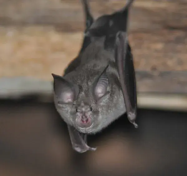 photo chauve-souris