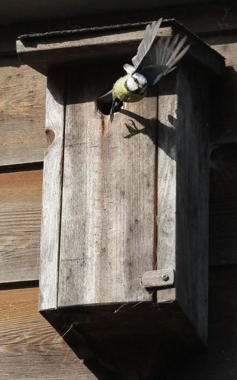 envol mésange bleue