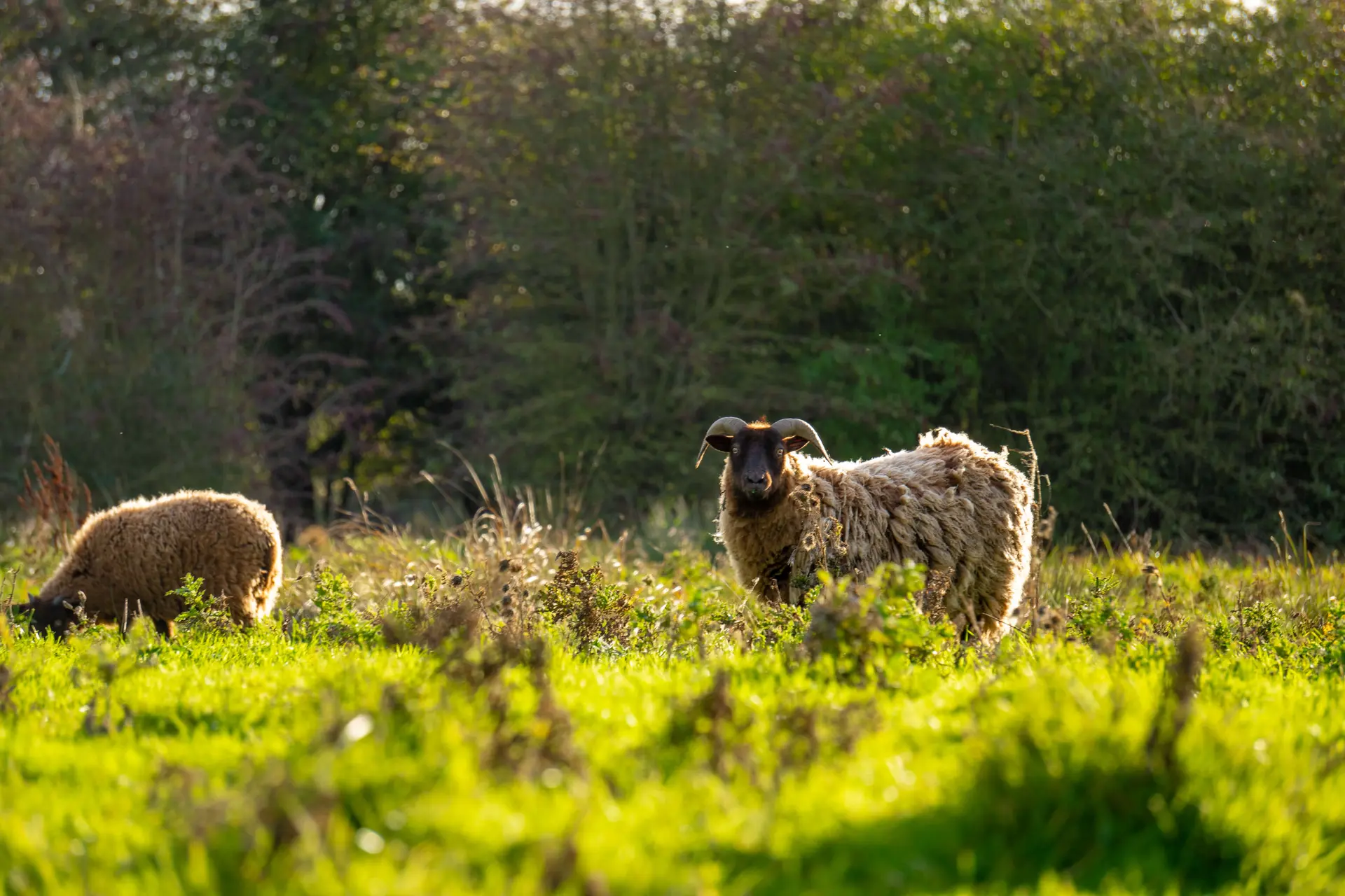 Nos amis les moutons