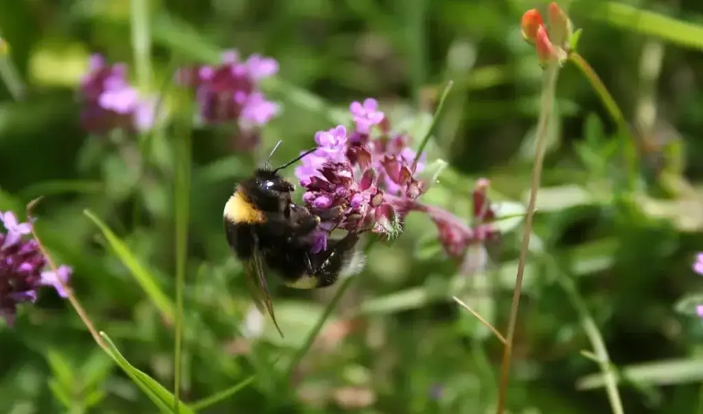 Bourdon-sur-thym-serpolet_R.-Monnehay-CEN-Hauts-de-France-