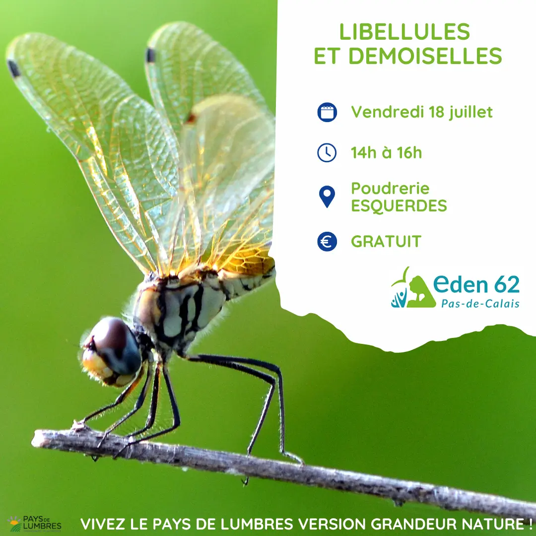 POSTS PARTENAIRES - LIBELLULES - 18.07