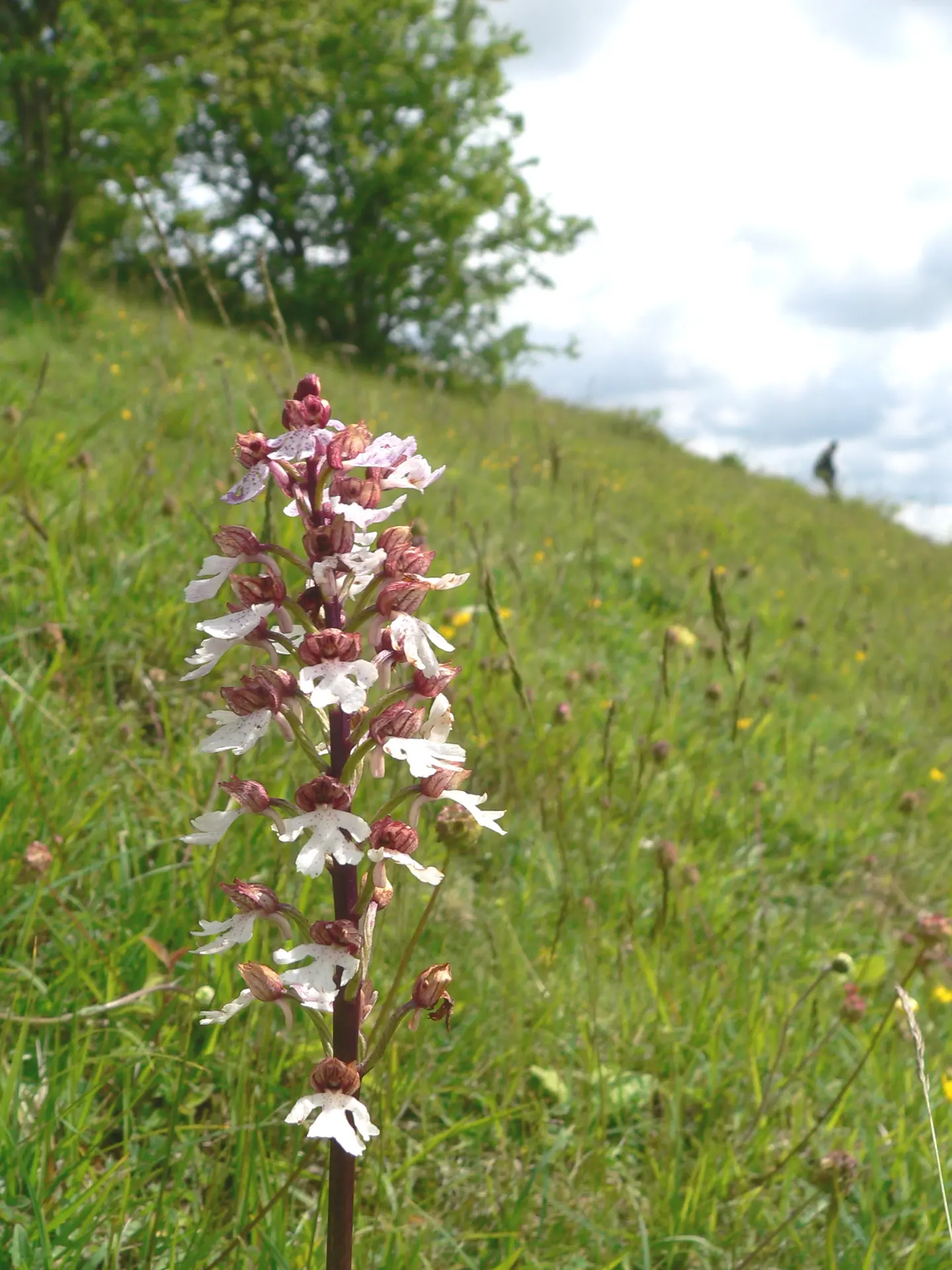 Orchidée 5 de P. Cazier