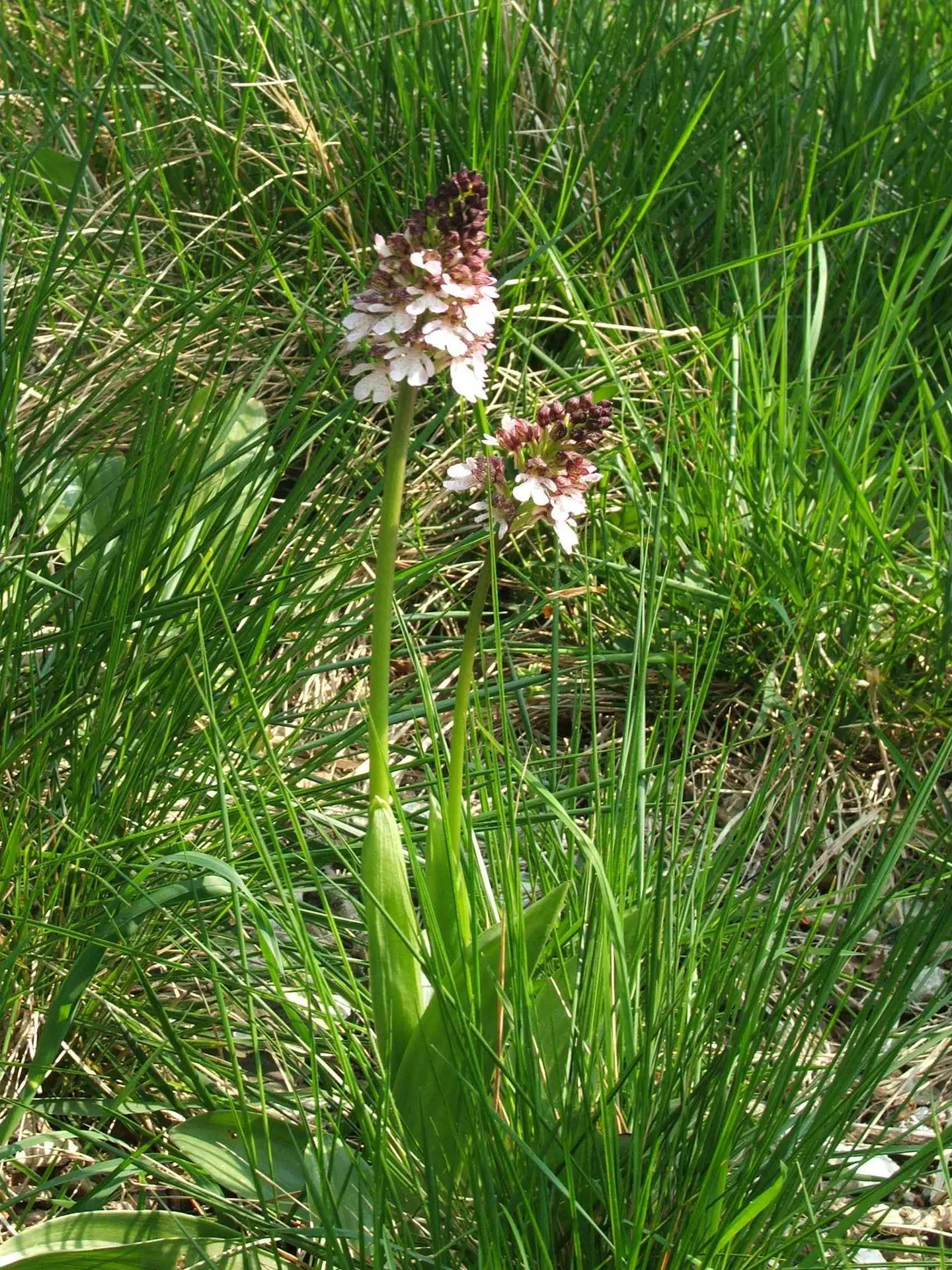 Orchidée