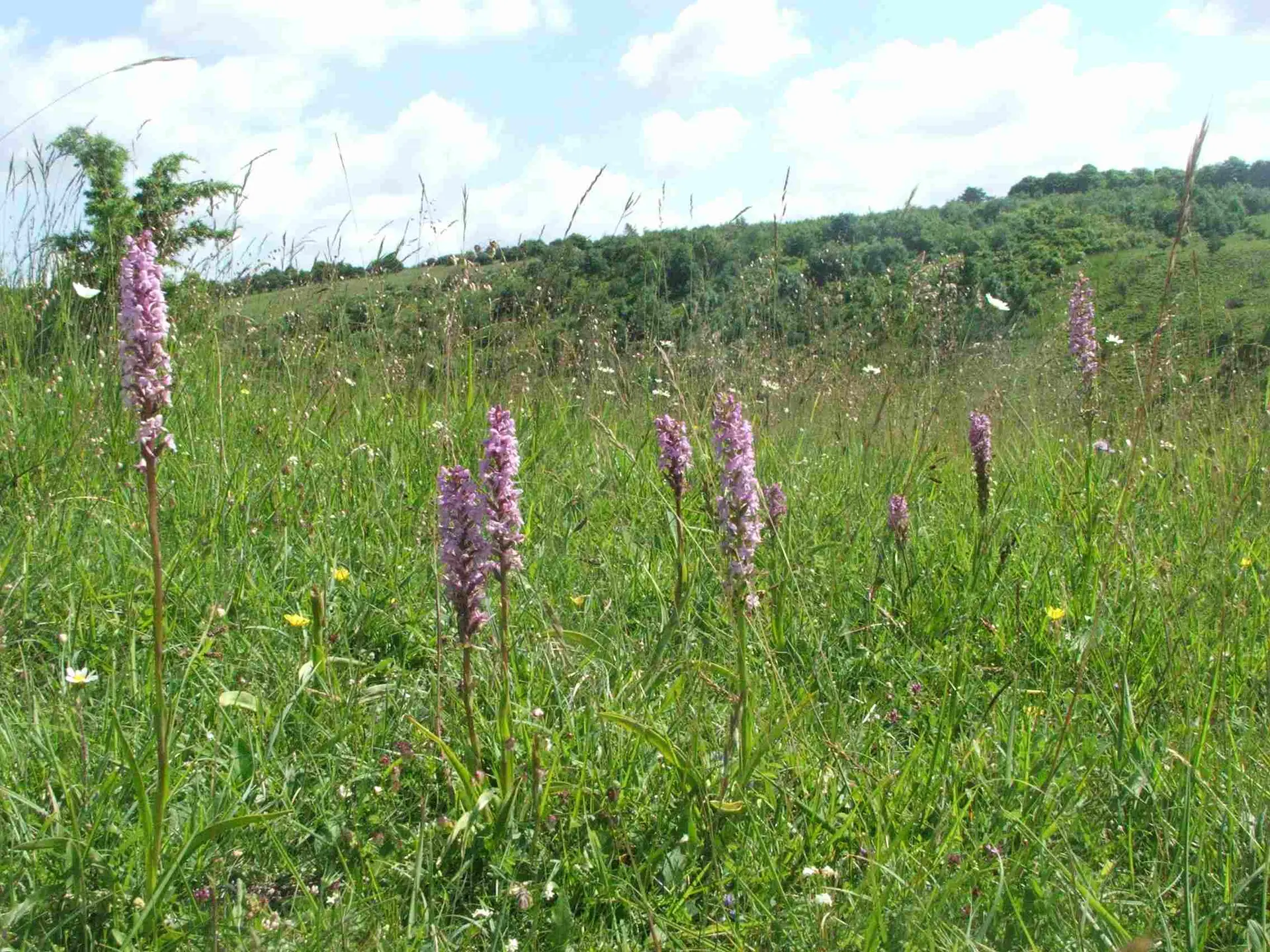 Orchidée2