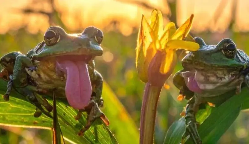 Atelier 3-5 ans, C'est la fête à la grenouille