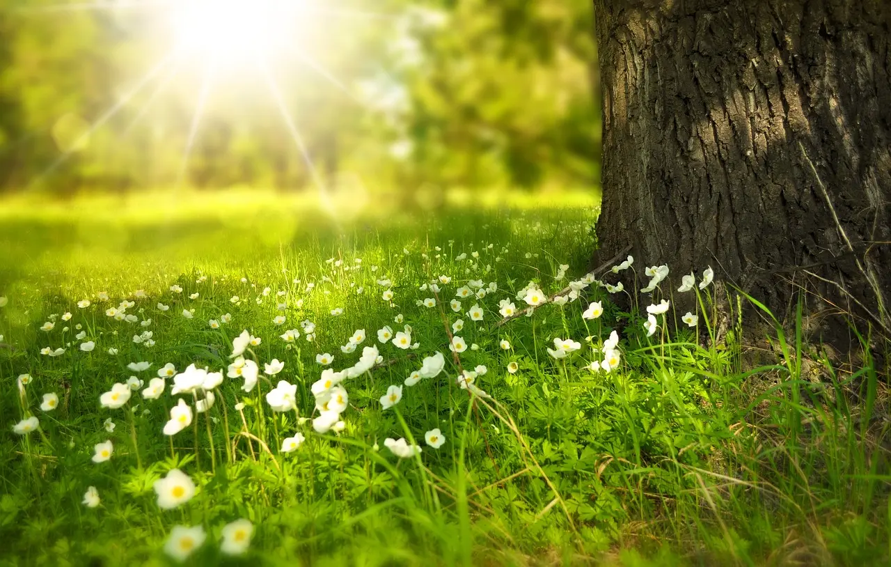 Arbre-soleil-herbe-photo-dillustration-DR