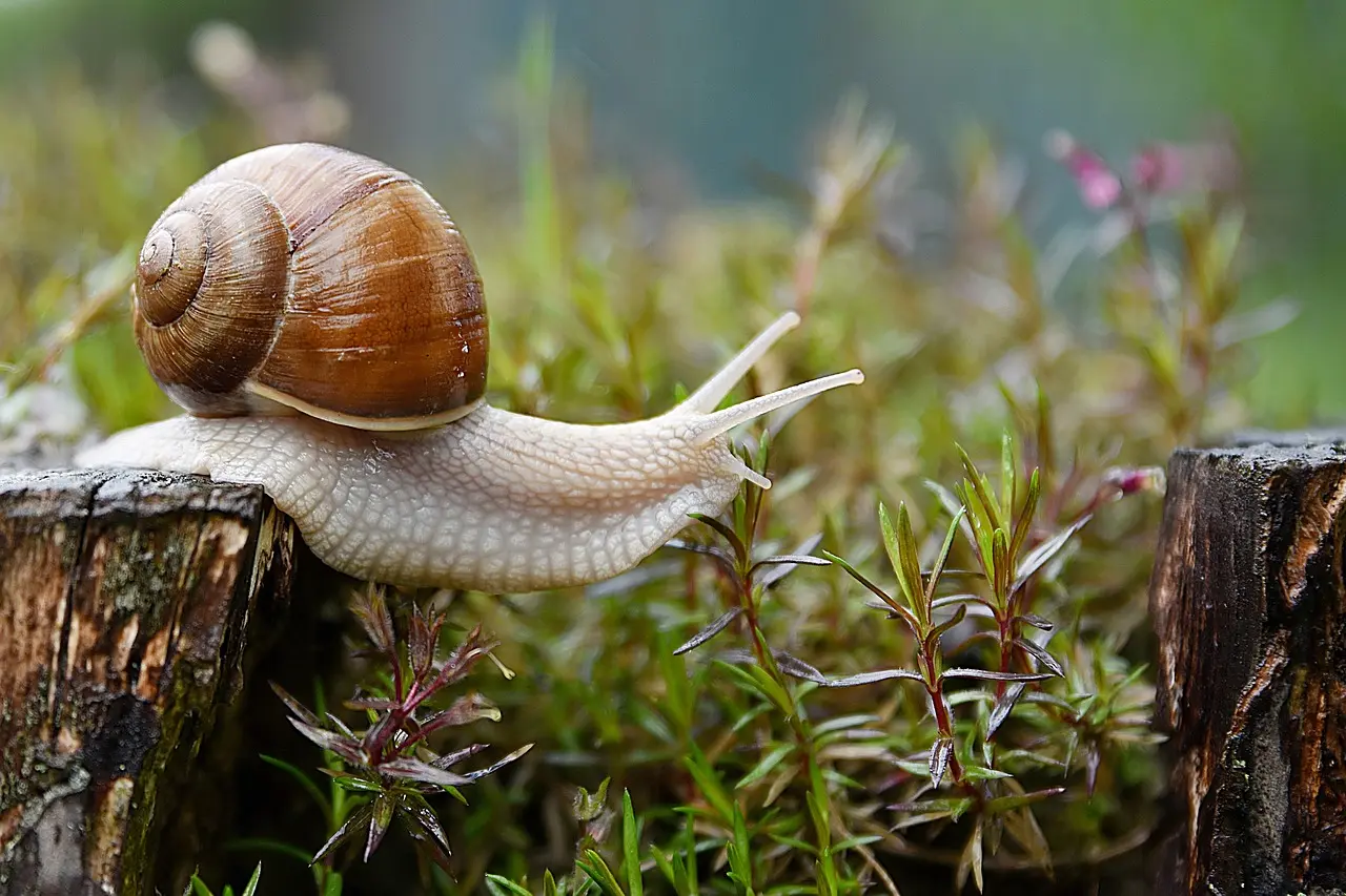 escargot_photo d-illustration_non contractuelle DR