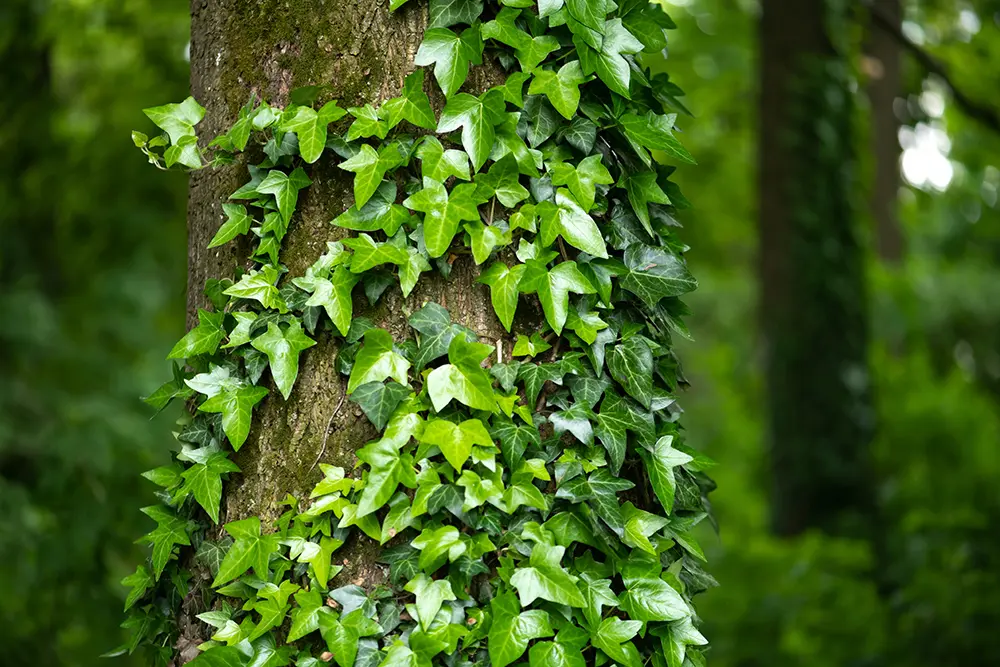 Plantes grimpantes