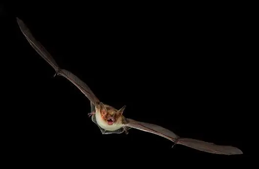 Nuit de la chauve-souris