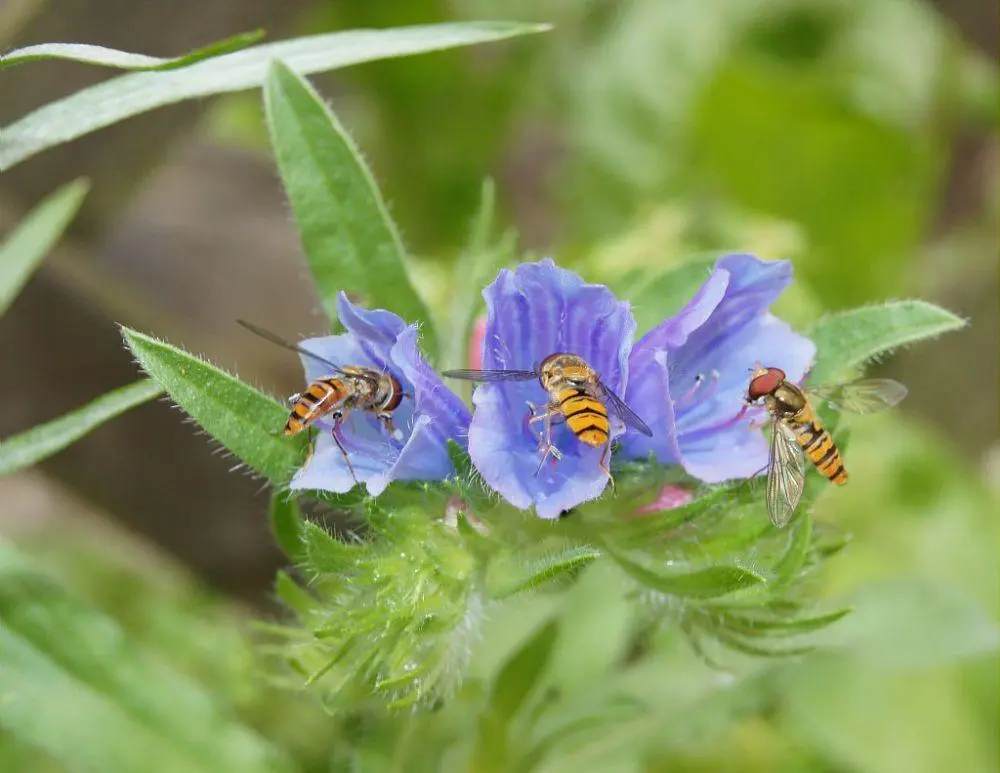 6 septembre, CEN - Sortie nature à Delettes
