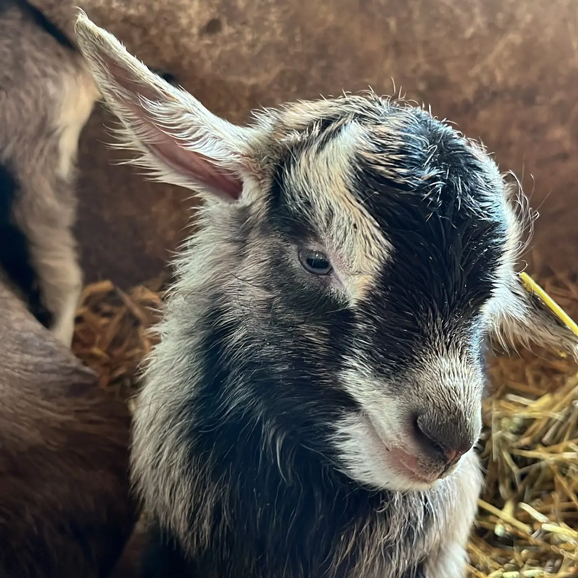 Visite de ferme