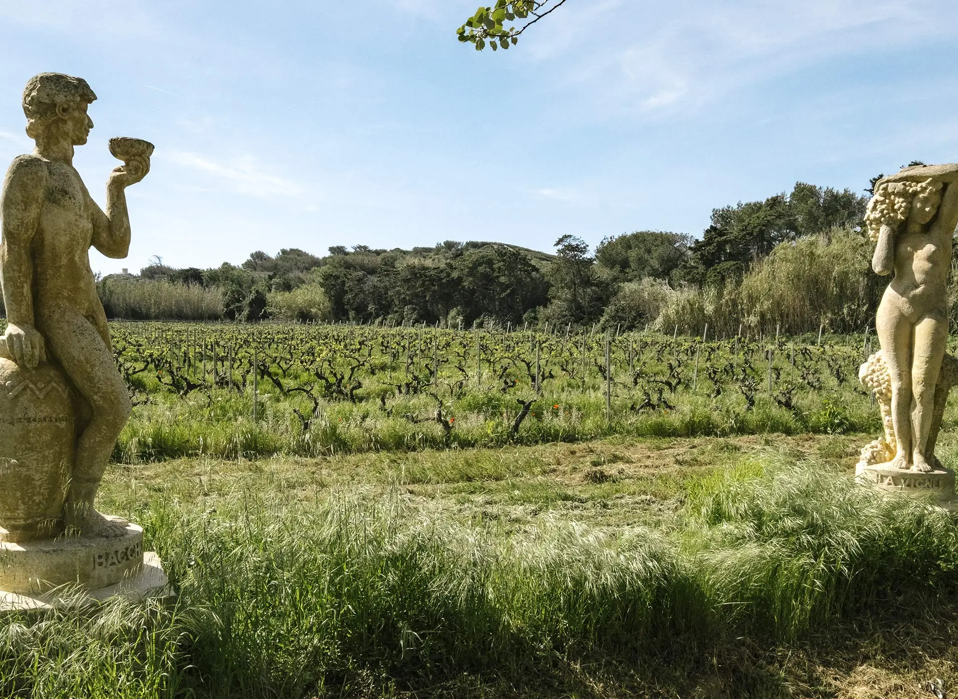 Visite guidée : Les Embiez, l'île au trésor anisé