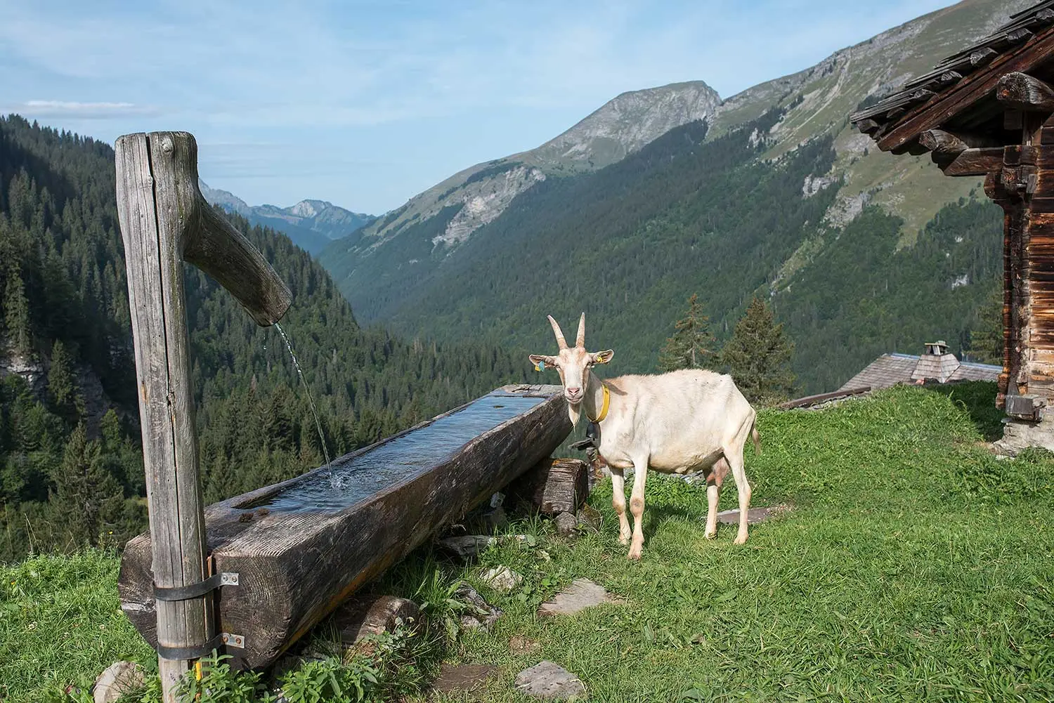 Les Lindarets : de l'alpage des vaches au village des chèvres