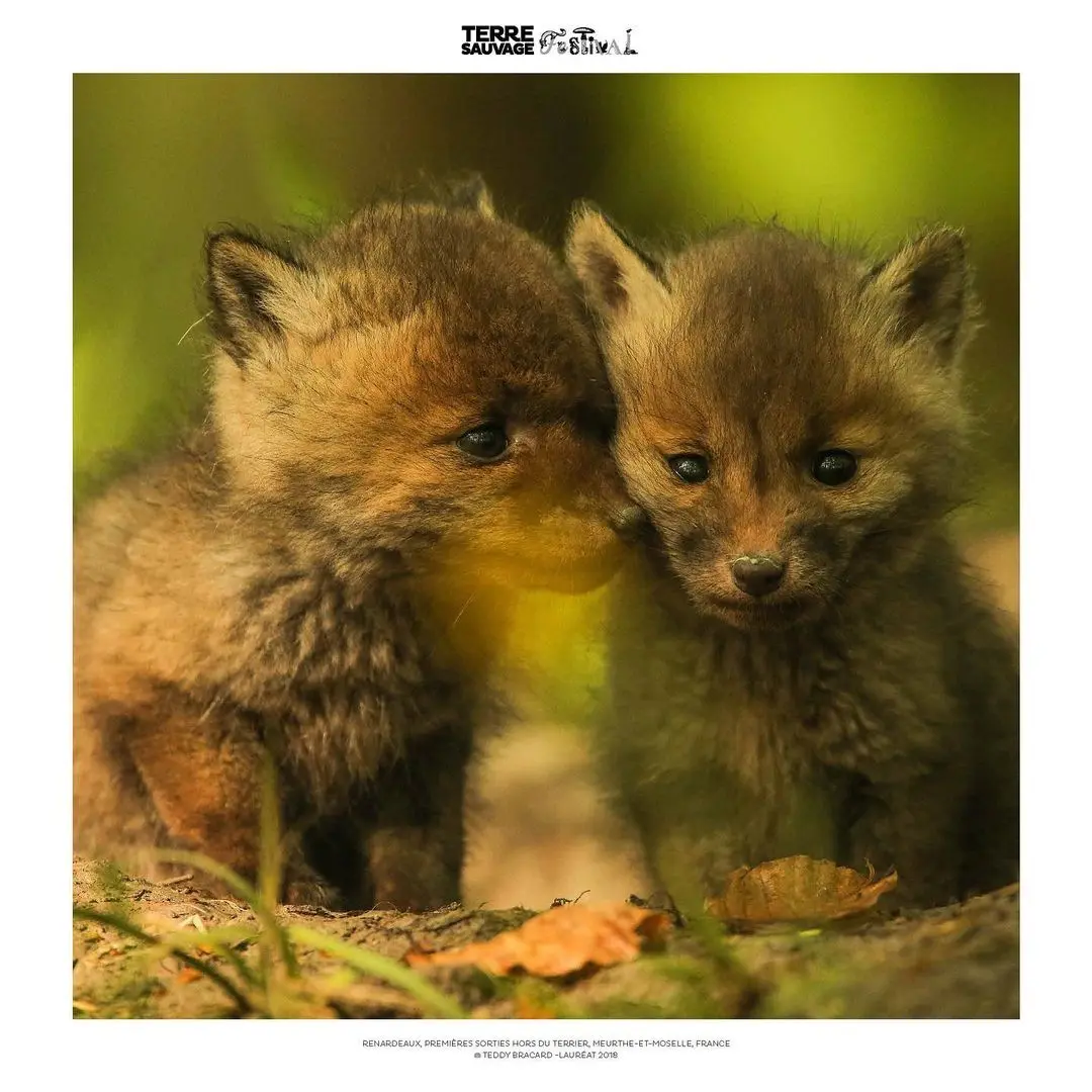 Festival Terre Sauvage - Bourse Iris