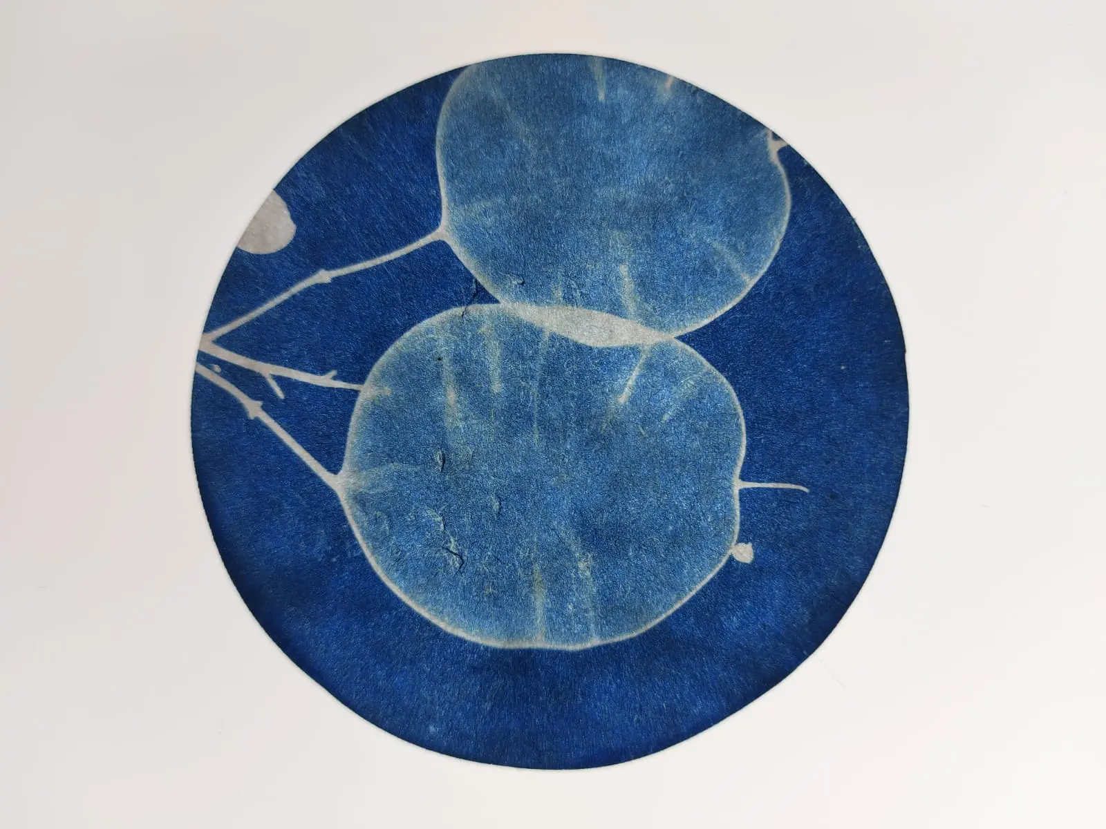 Exposition  Art, science et végétal_Ancelle