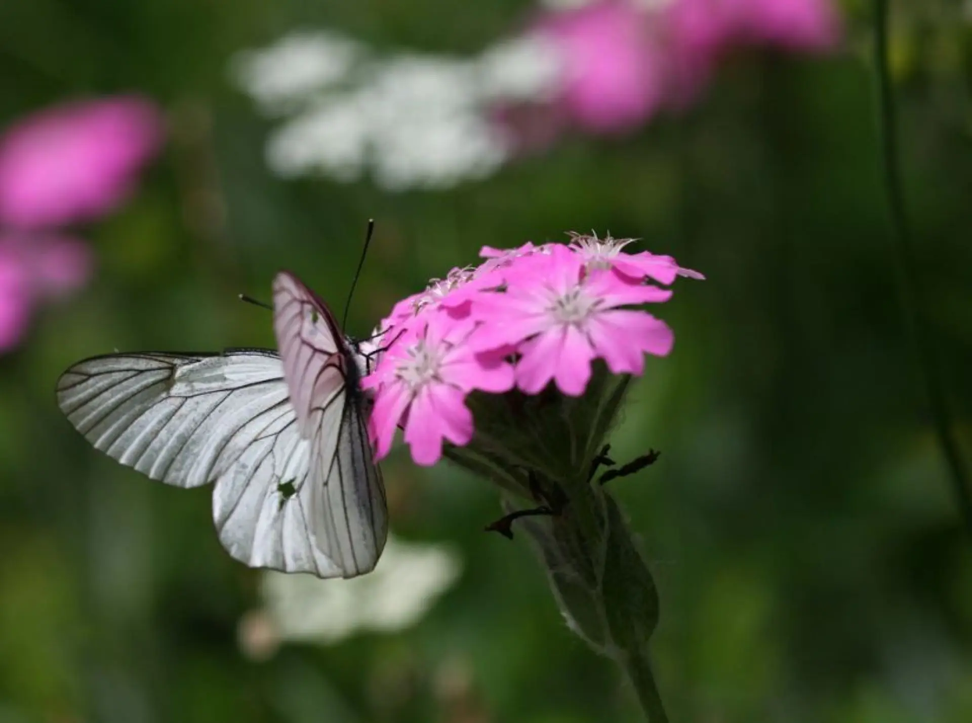 [Pieridae] Aporia crataegi