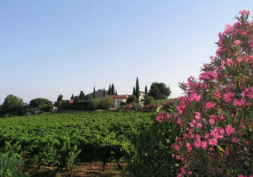 Les domaines viticoles en Meidterranée Porte des Maures