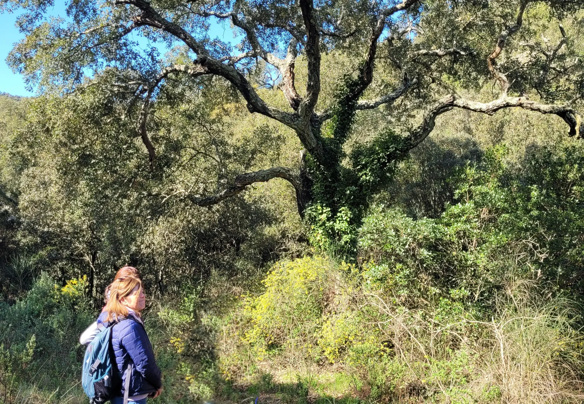 Immersion en forêt au Domaine de la Portanière à Collobrières