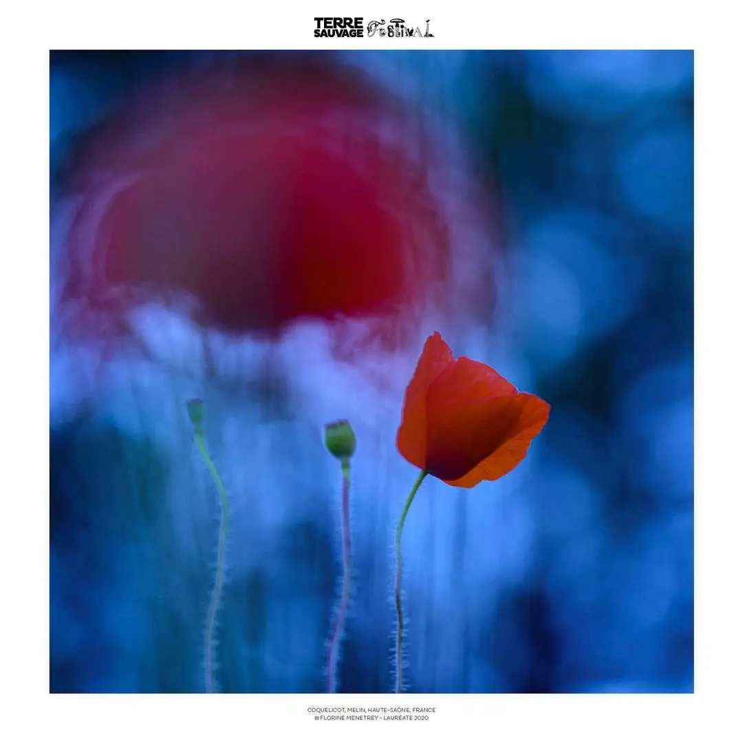 Festival Terre Sauvage - Bourse Iris