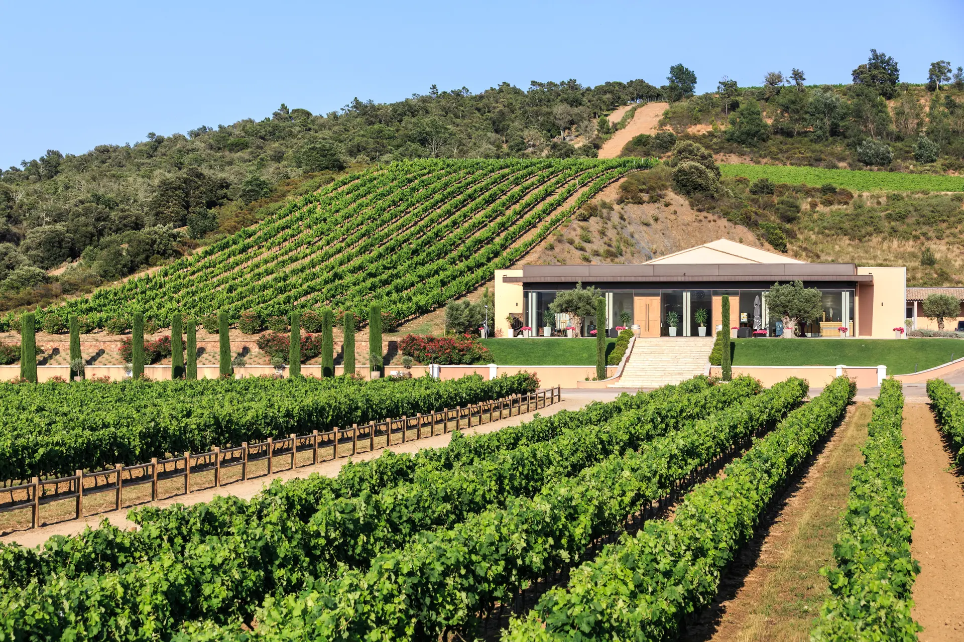 Vignes