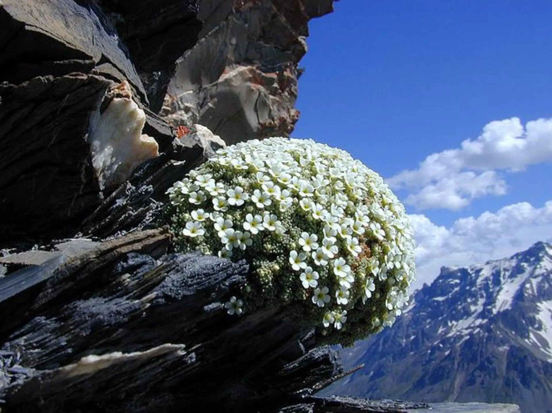 [Primulaceae] Androsace helvetica