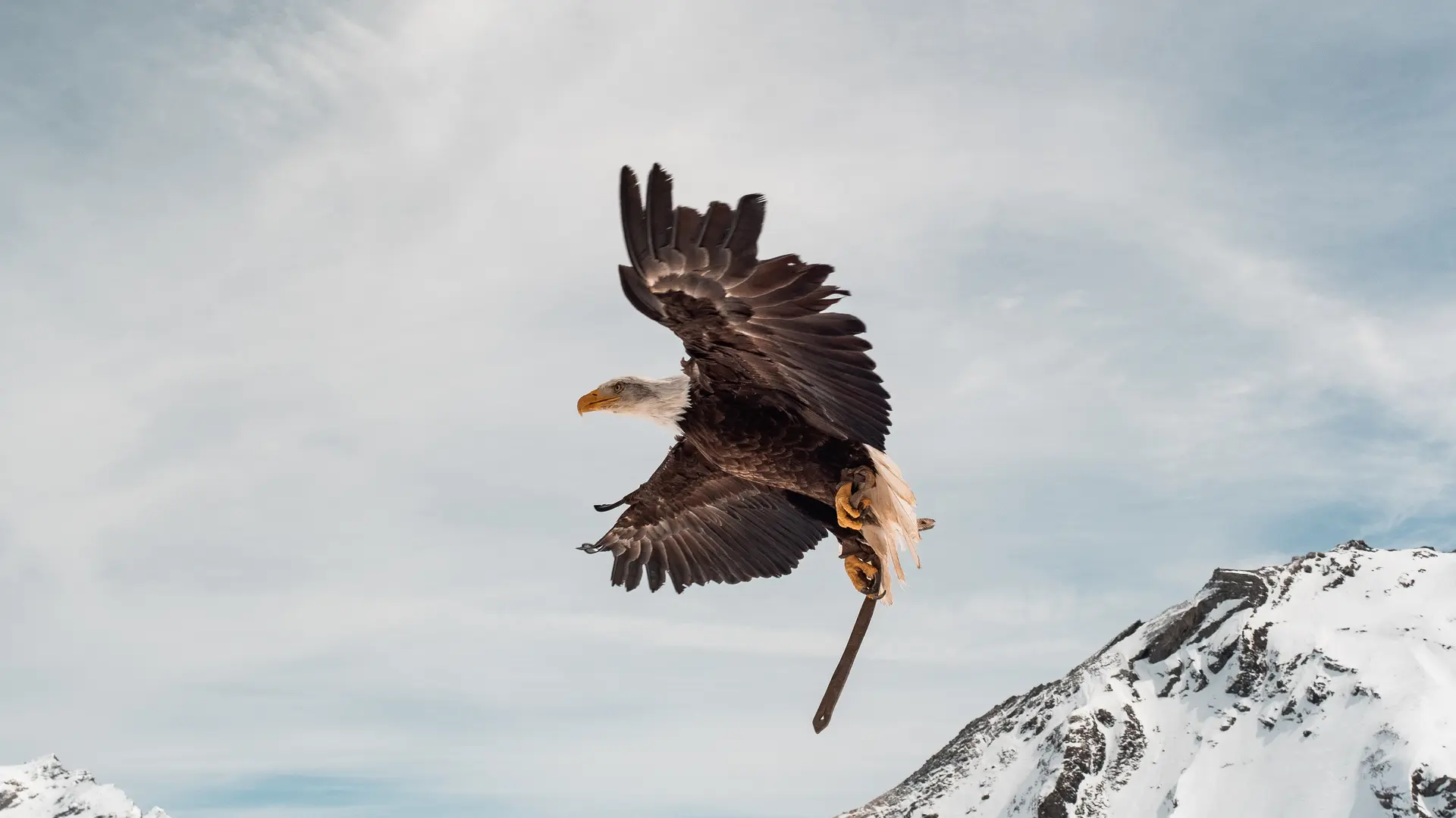 Les Aigles de Val d’Isère_Val-d'Isère