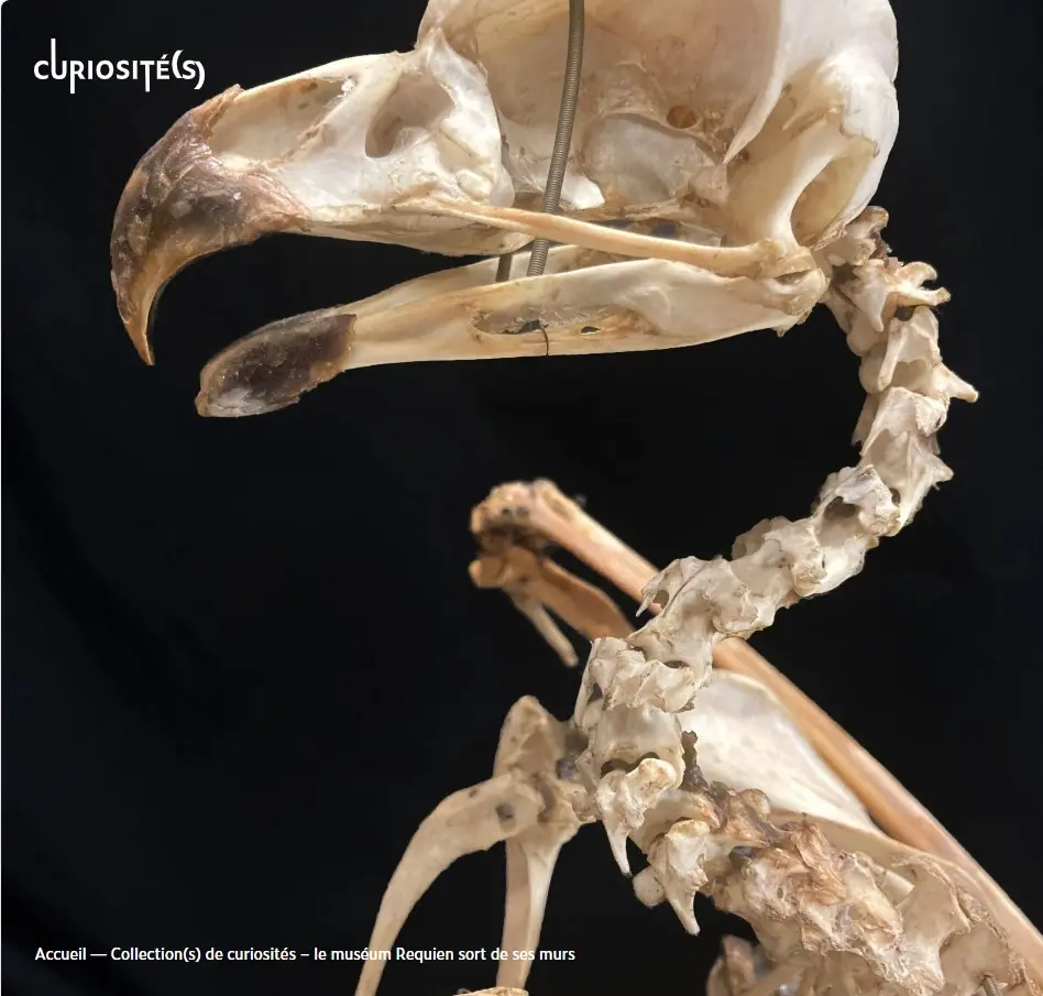 Collection(s) de curiosités – le muséum Requien sort de ses murs_Avignon