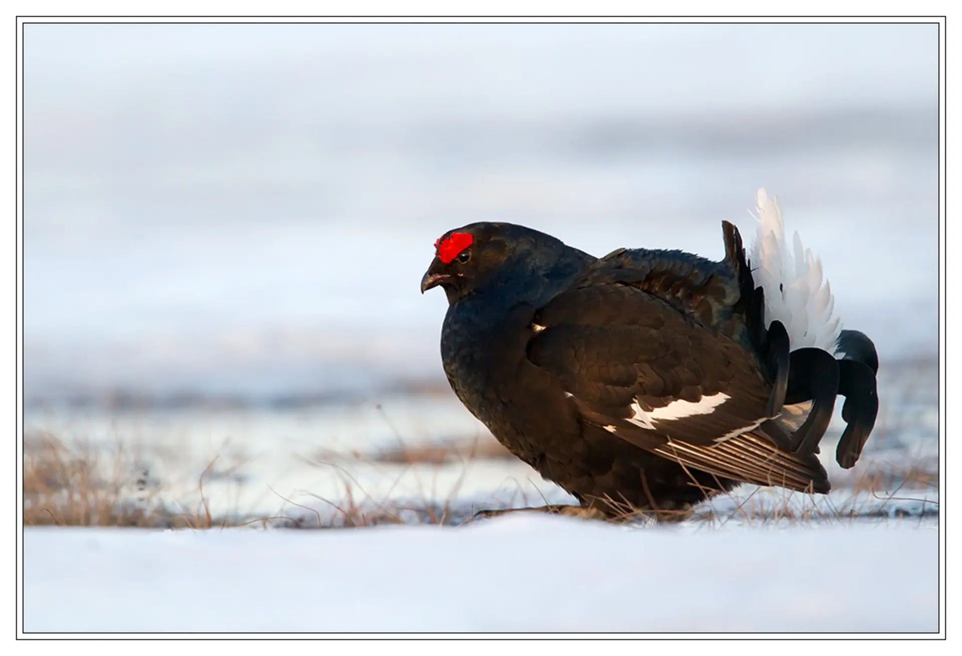 Le tétras se construit un igloo pour s'abriter du froid de l'hiver.
