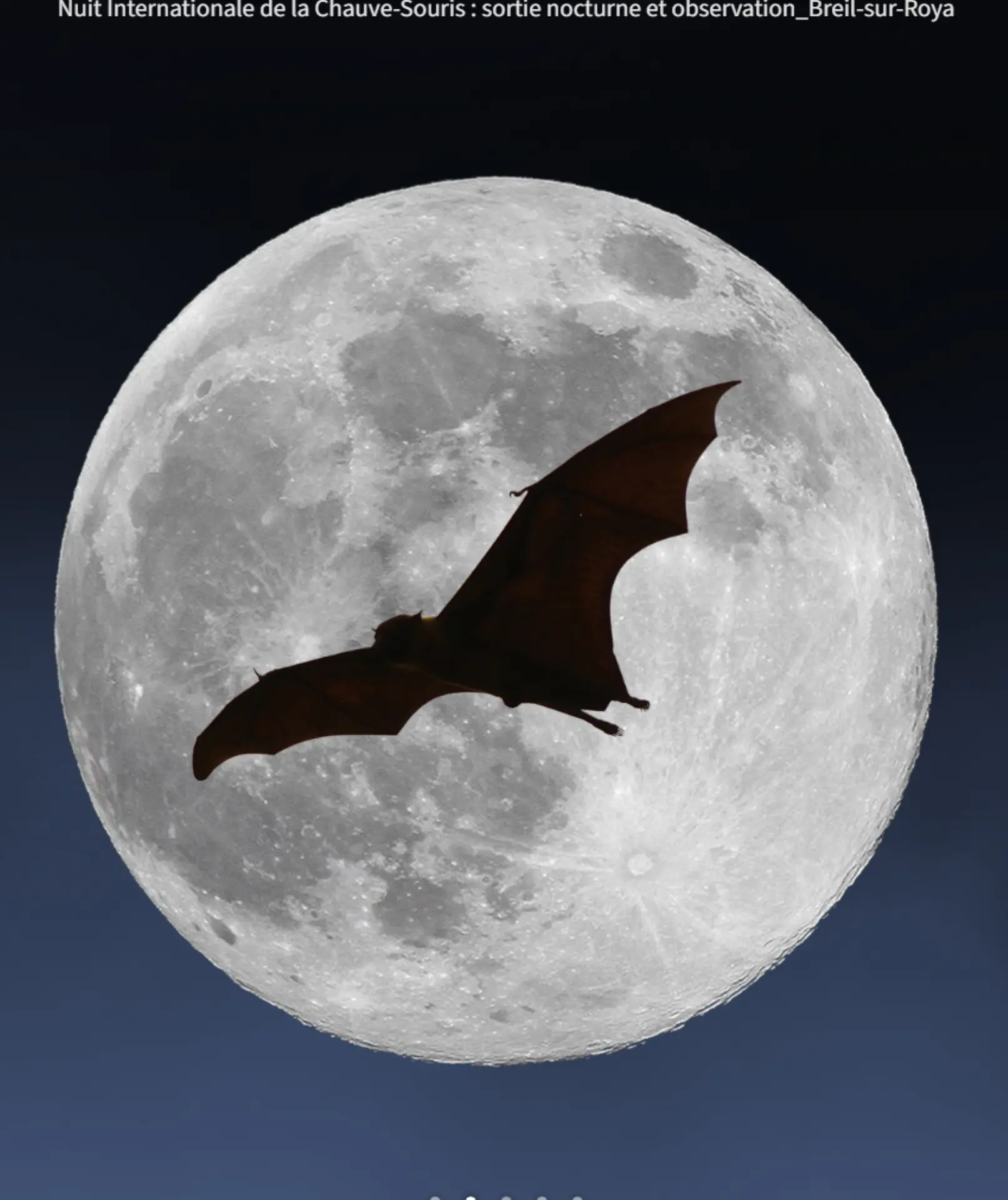 Nuit Internationale de la Chauve-Souris