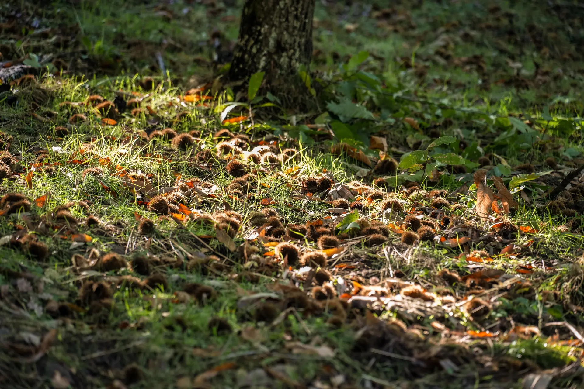 Atelier du petit castanéiculteur à la Châtaigneraie Godissard à Collobrières