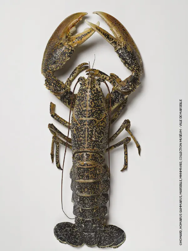 Homard © MHNM