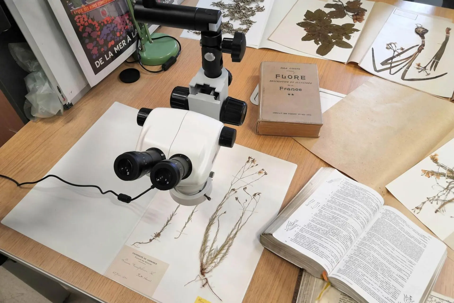 Les collections du jardin du Lautaret