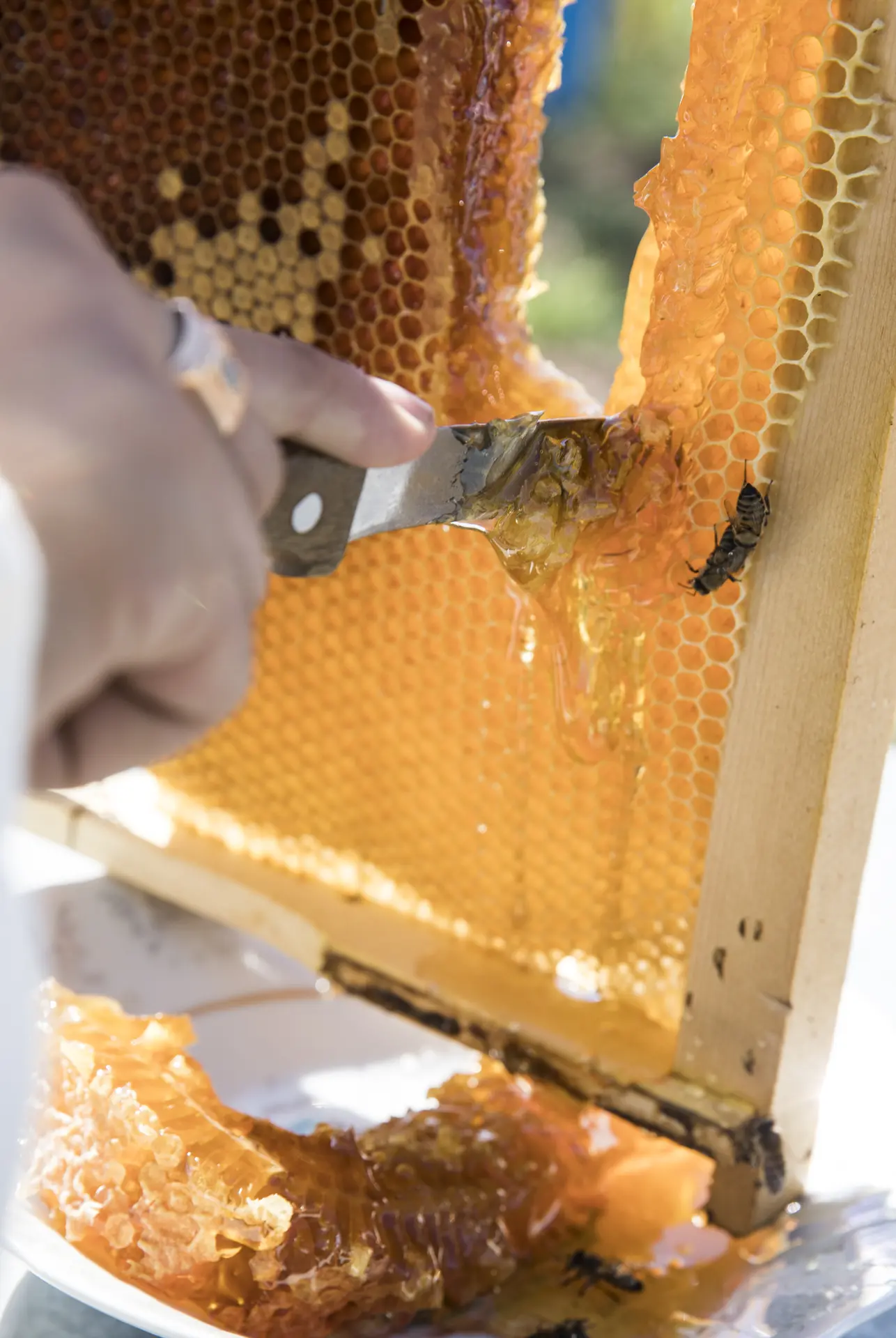 Honigernte in einem Bienenstock