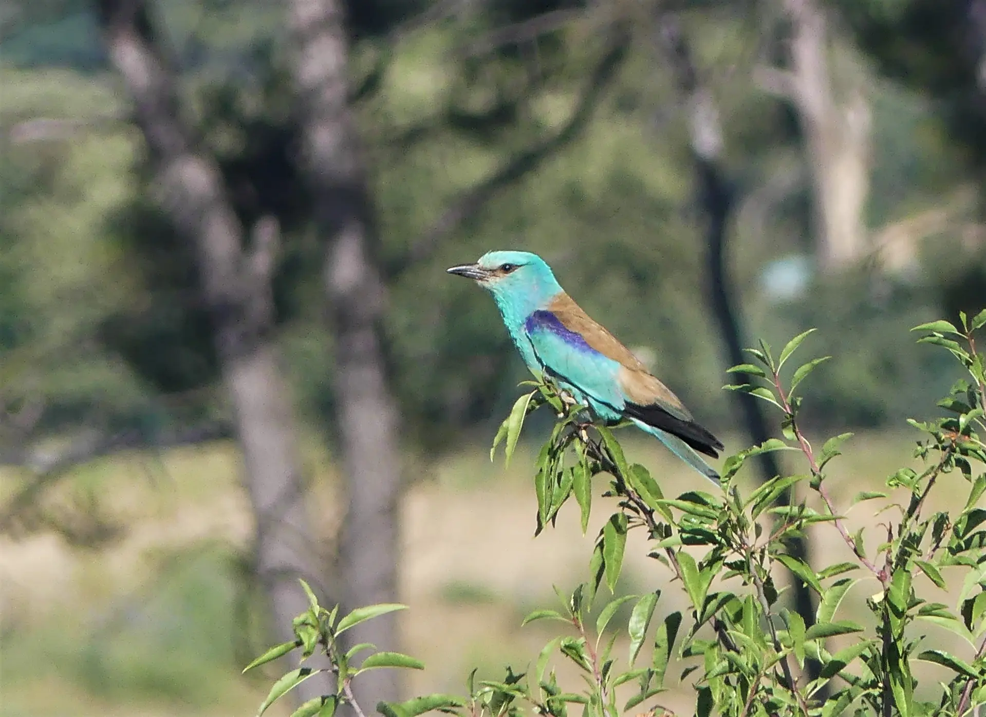 Sortie nature sur les oiseaux de la Durance à Cadenet_Cadenet