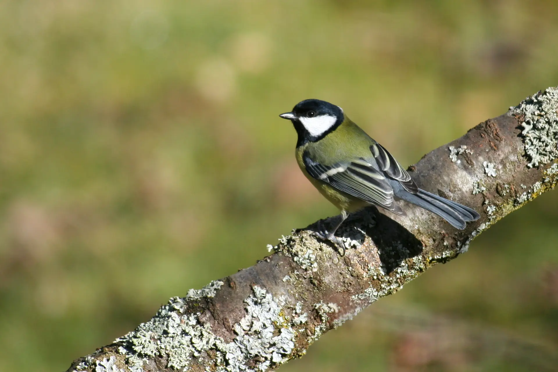 Mésange charbonnière