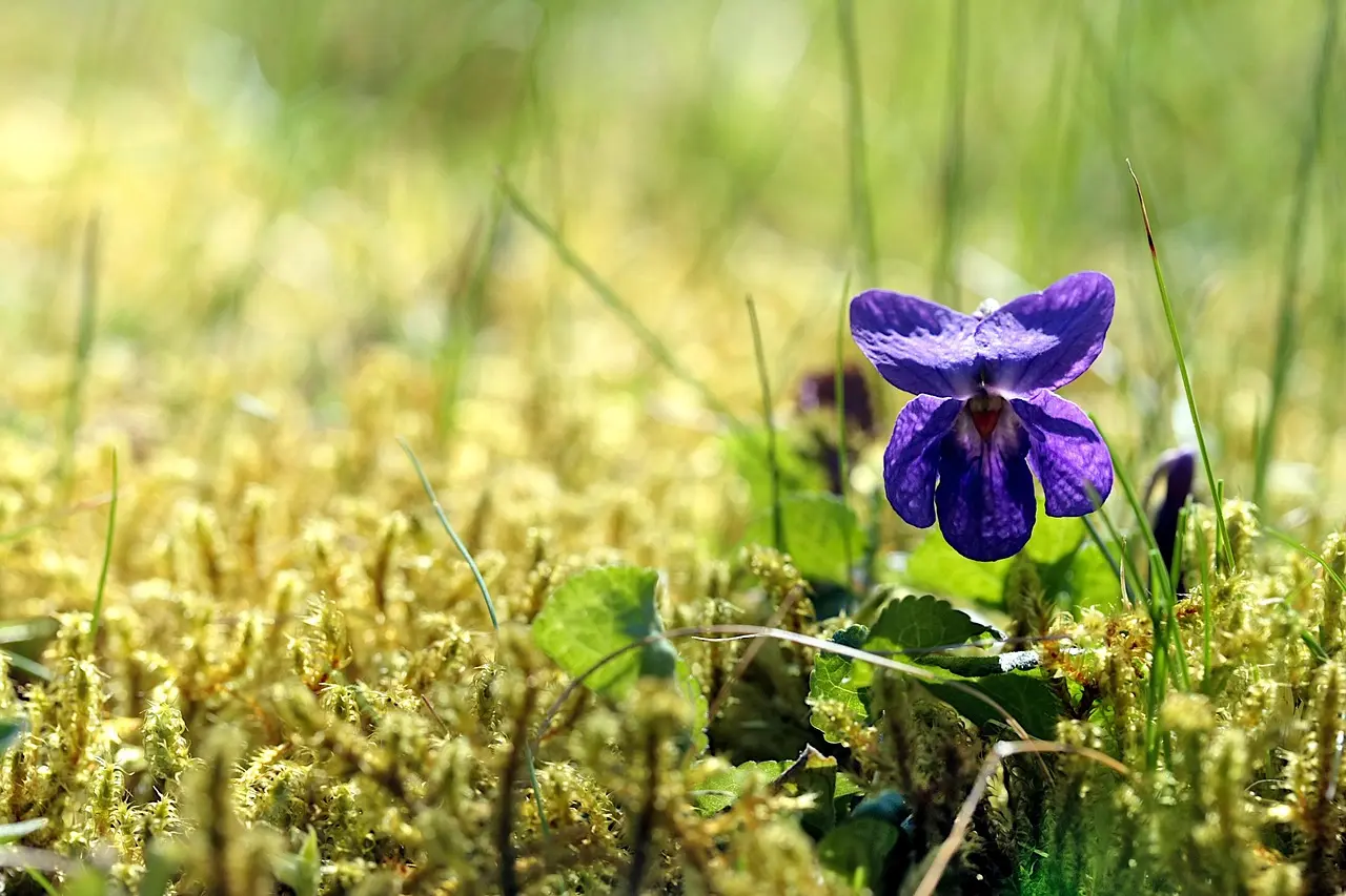 Sortie plantes sauvages et comestibles_Groslée-Saint-Benoit
