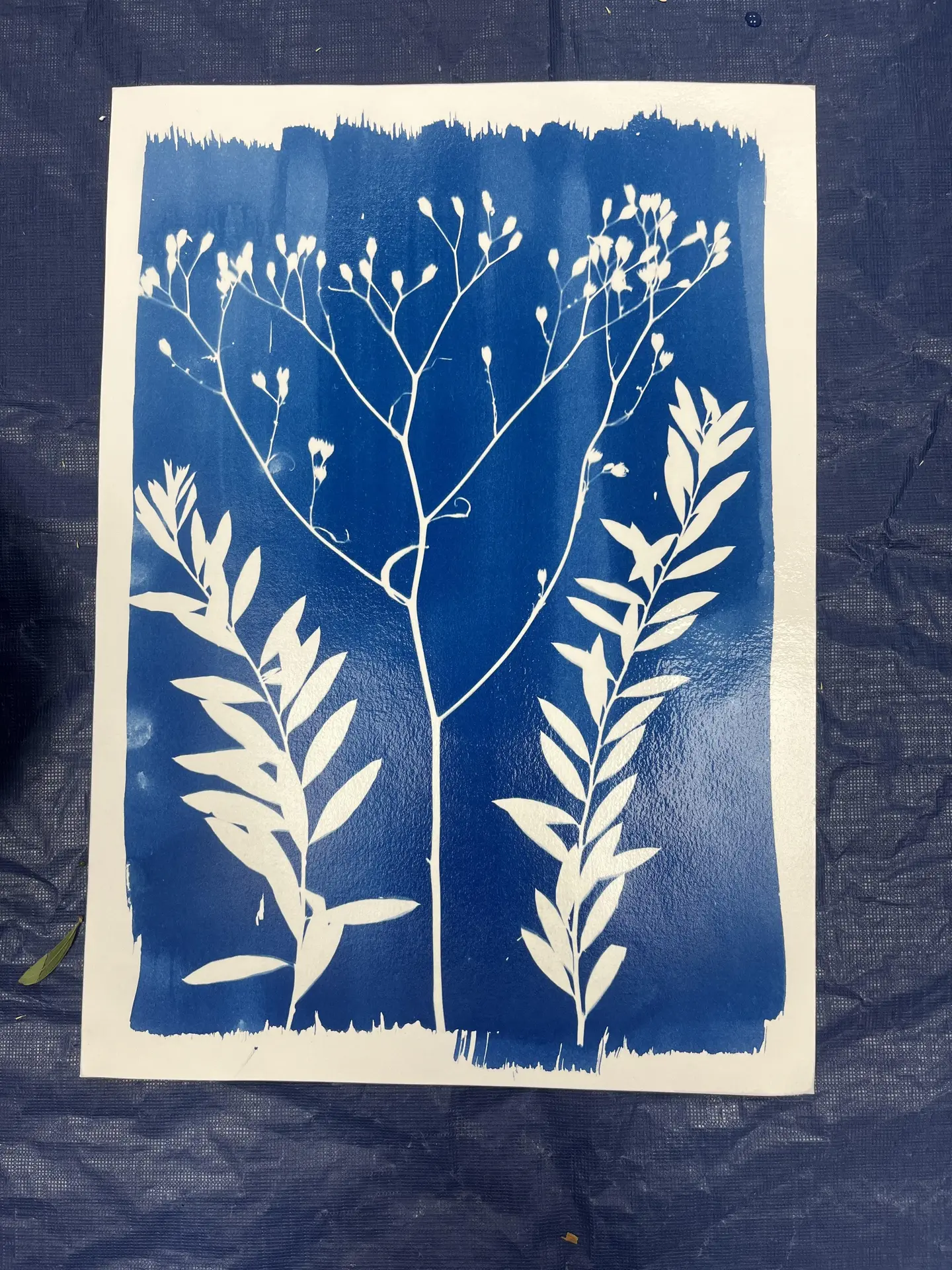 Atelier créatif - Cyanotype