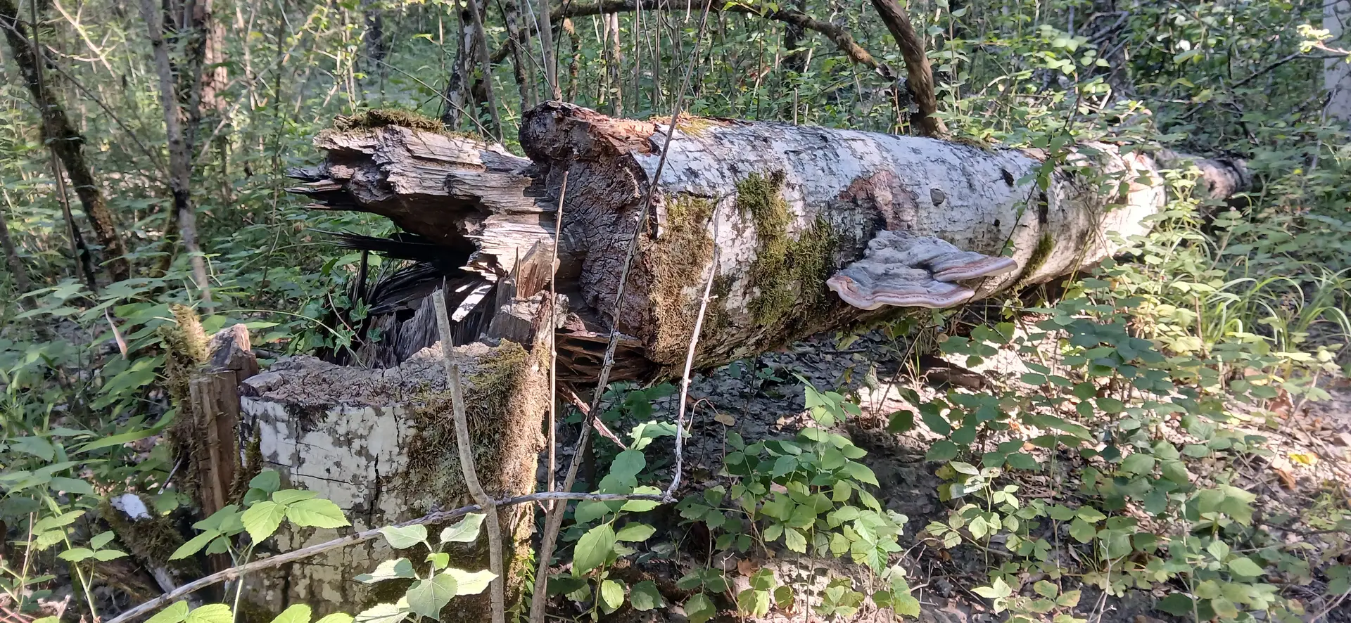 Tronc colonisé par la fonge