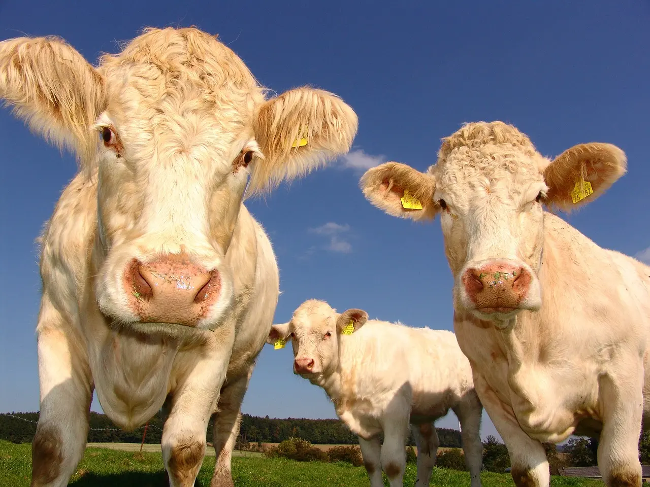 Photo de vaches