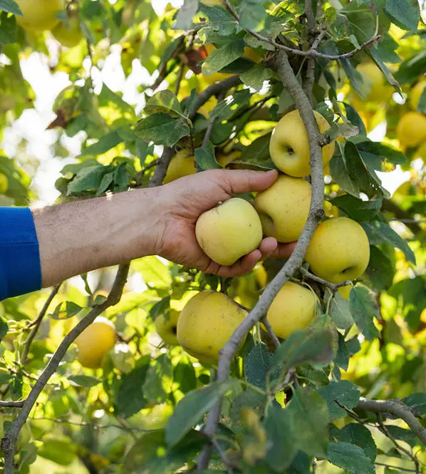 Le Marché à la Ferme - Earl Berger_Althen-des-Paluds