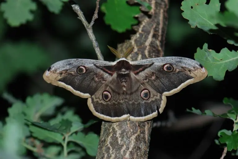 Le Grand paon de nuit (Saturnia pyri)
