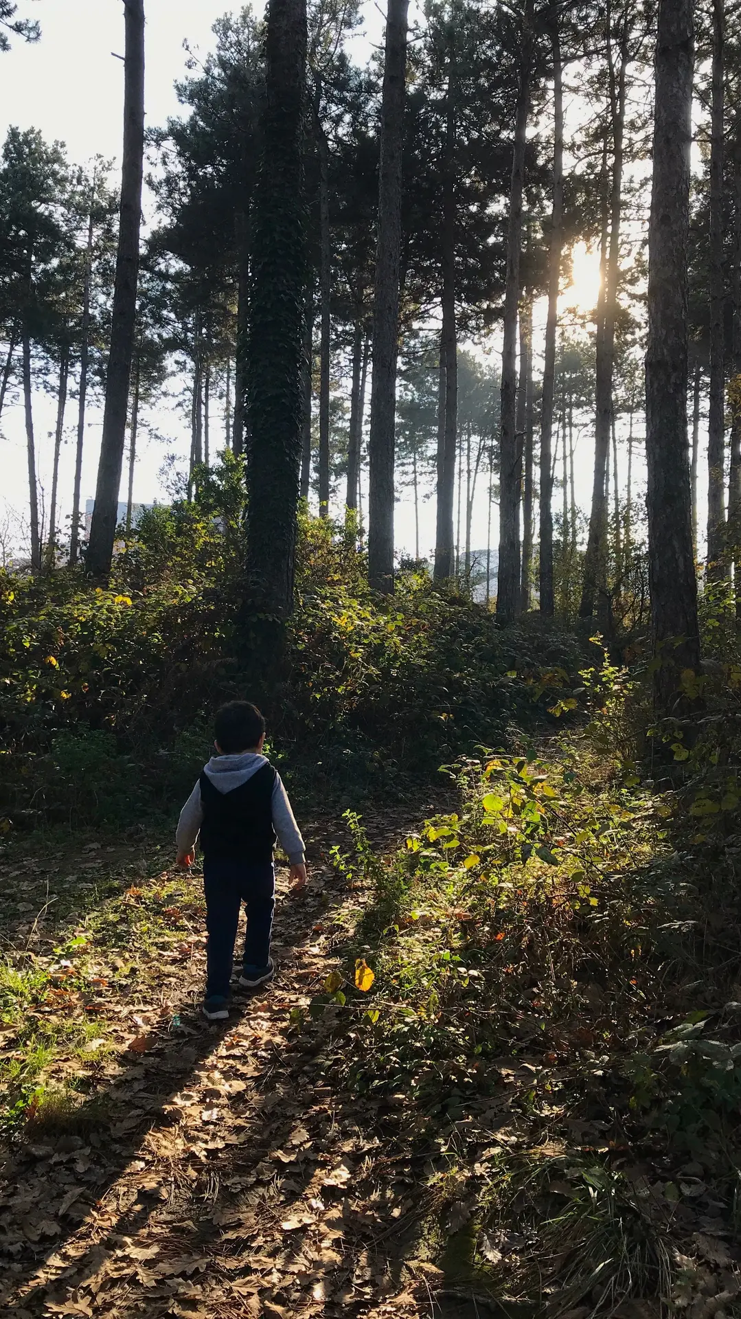 enfant qui se balade dans la foret