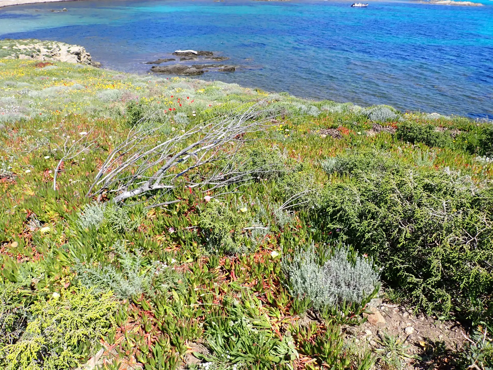 Chantier Nature : chasse aux Griffes de sorcière sur le Cap Taillat